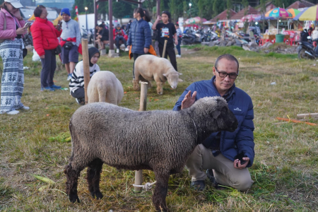 Dieng Culture Festival 2024: Festival Domba Batur, Warisan Unik Banjarnegara yang Mendunia