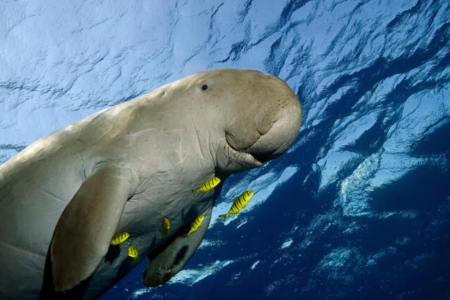 Mawar, Dugong Ikonik dari Alor: Simbol Persahabatan Manusia dan Alam