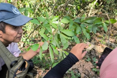 Tumbuhan Paling Langka di Dunia Muncul di Jember