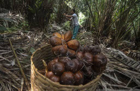 Sistem Budi Daya Salak Bali Diakui FAO sebagai Warisan Pertanian Dunia