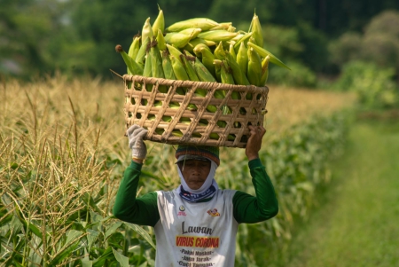 Rekayasa Genetika untuk Pangan Berkelanjutan 