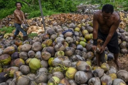 Mendorong Hilirisasi Komoditas Kelapa