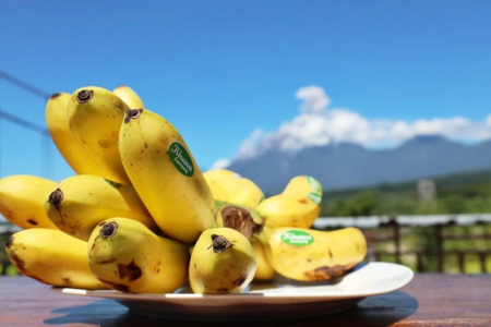 Pisang Kirana Mas Lumajang Guncang Pasar Internasional