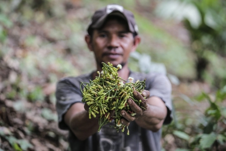 Harumnya Afo, Cengkih Tua Legendaris Ternate 