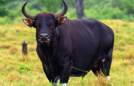 Memperkuat Konservasi Banteng kalimantan