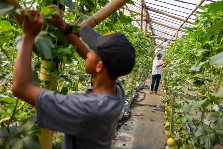 Petani Milenial Memperkuat Ketahanan Pangan Nasional