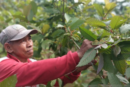 Potensi Ekonomi dan Polemik Khasiat Daun Kratom