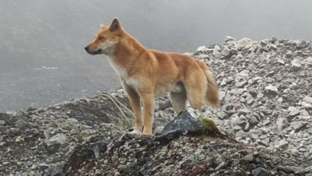 Melestarikan Anjing Bernyanyi dari Ketinggian Papua