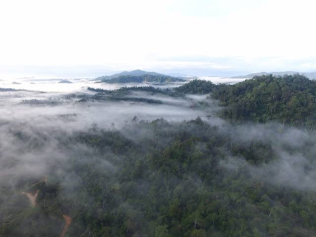 Perjuangan Adat Dayak Wehea dalam Menjaga Kelestarian Hutan Tropis Kalimantan