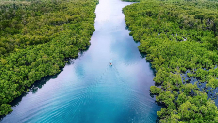 Surga Mangrove Pulau Leebong