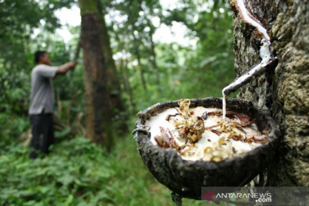 Karet Alam Tumbuh di Musim Pandemi