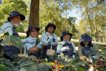 Inovasi Panas Bumi Lahirkan Kopi Canaya, 