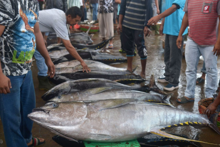 Huhate dan Pancing Ulur Menjaring Sertifikat Global Tuna