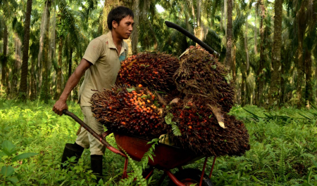 Industri Sawit Topang Pertumbuhan Ekonomi