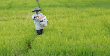 Transformasi Pertanian Indonesia: Dari Sawah Nusantara untuk Dunia