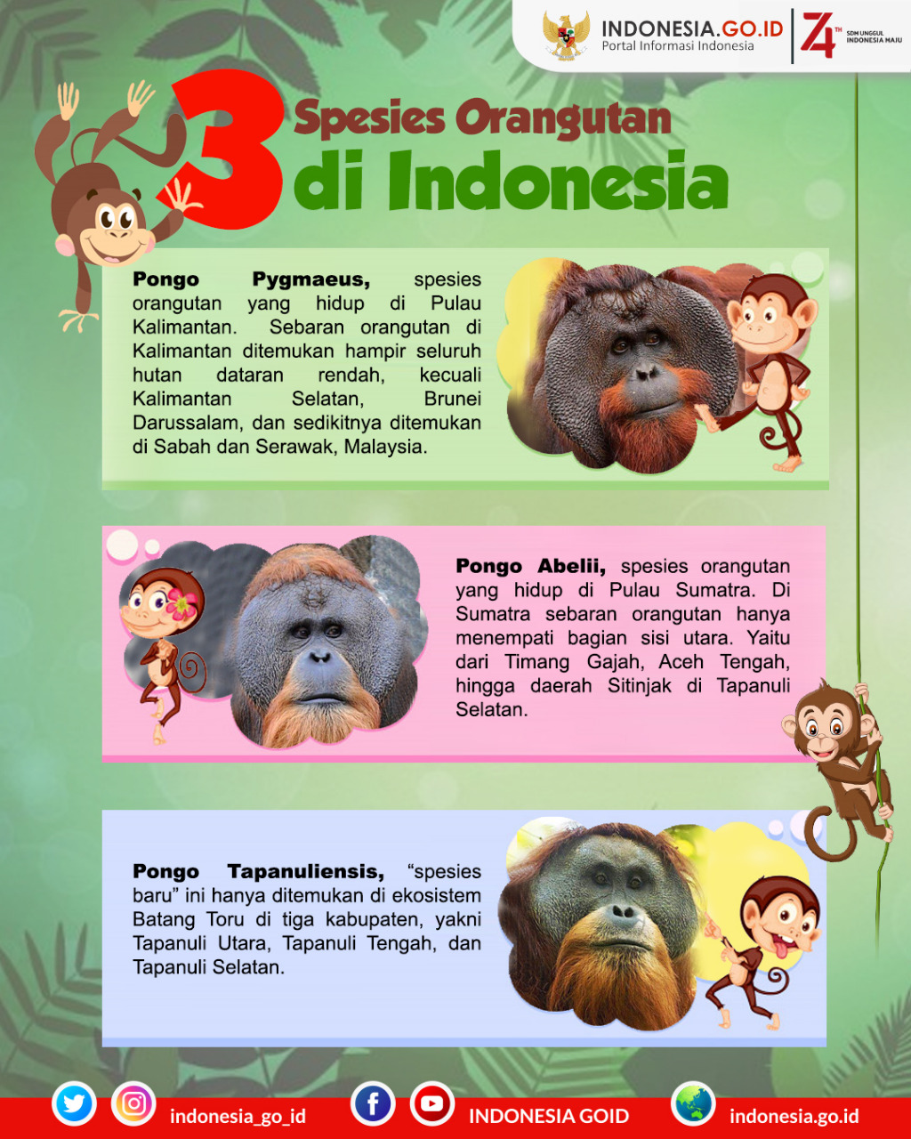 Spesies Orangutan di Indonesia