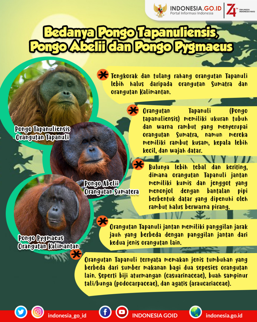 Bedanya Pongo Tapanuliensis, Pongo...