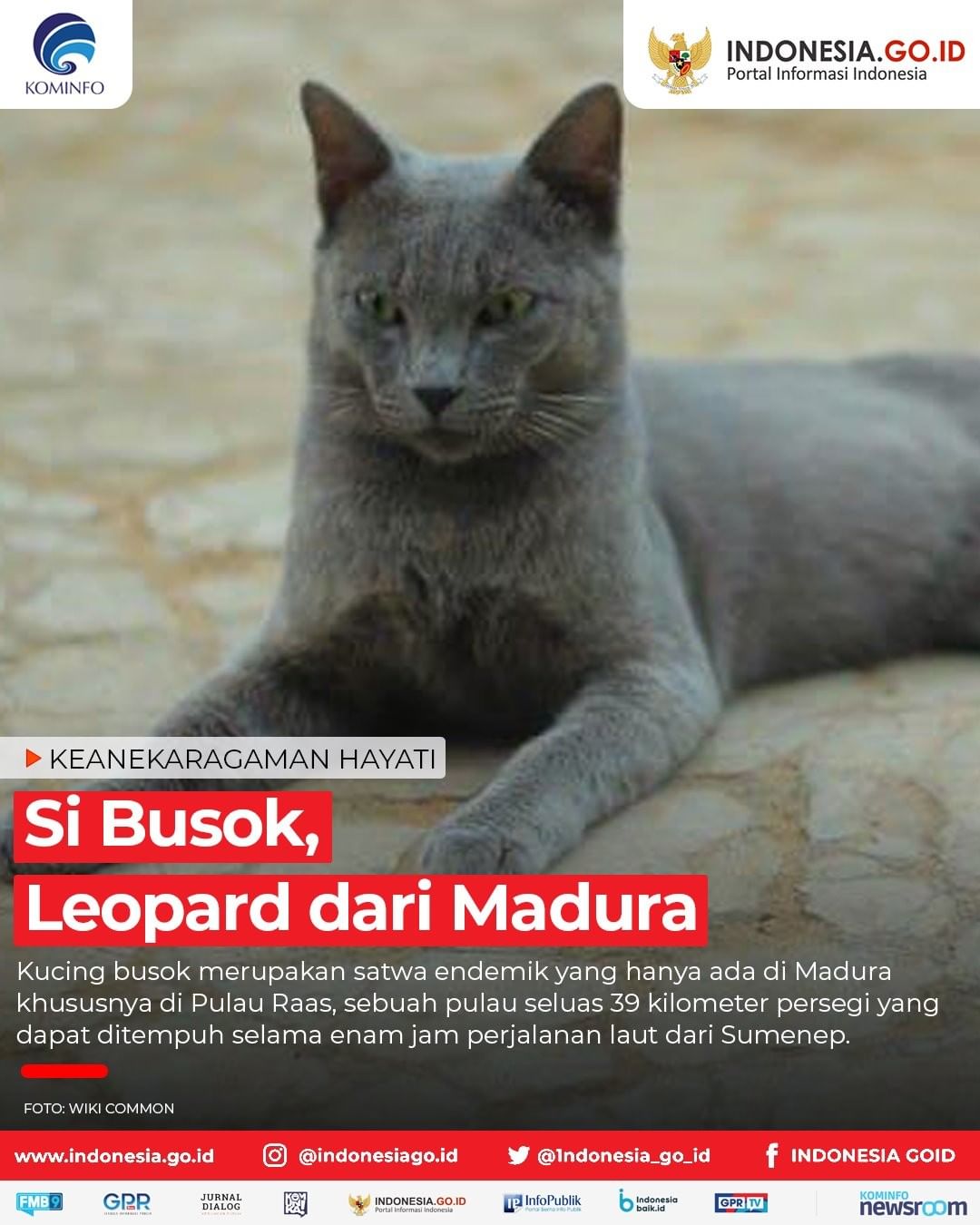 Si Busok, Leopard dari Madura