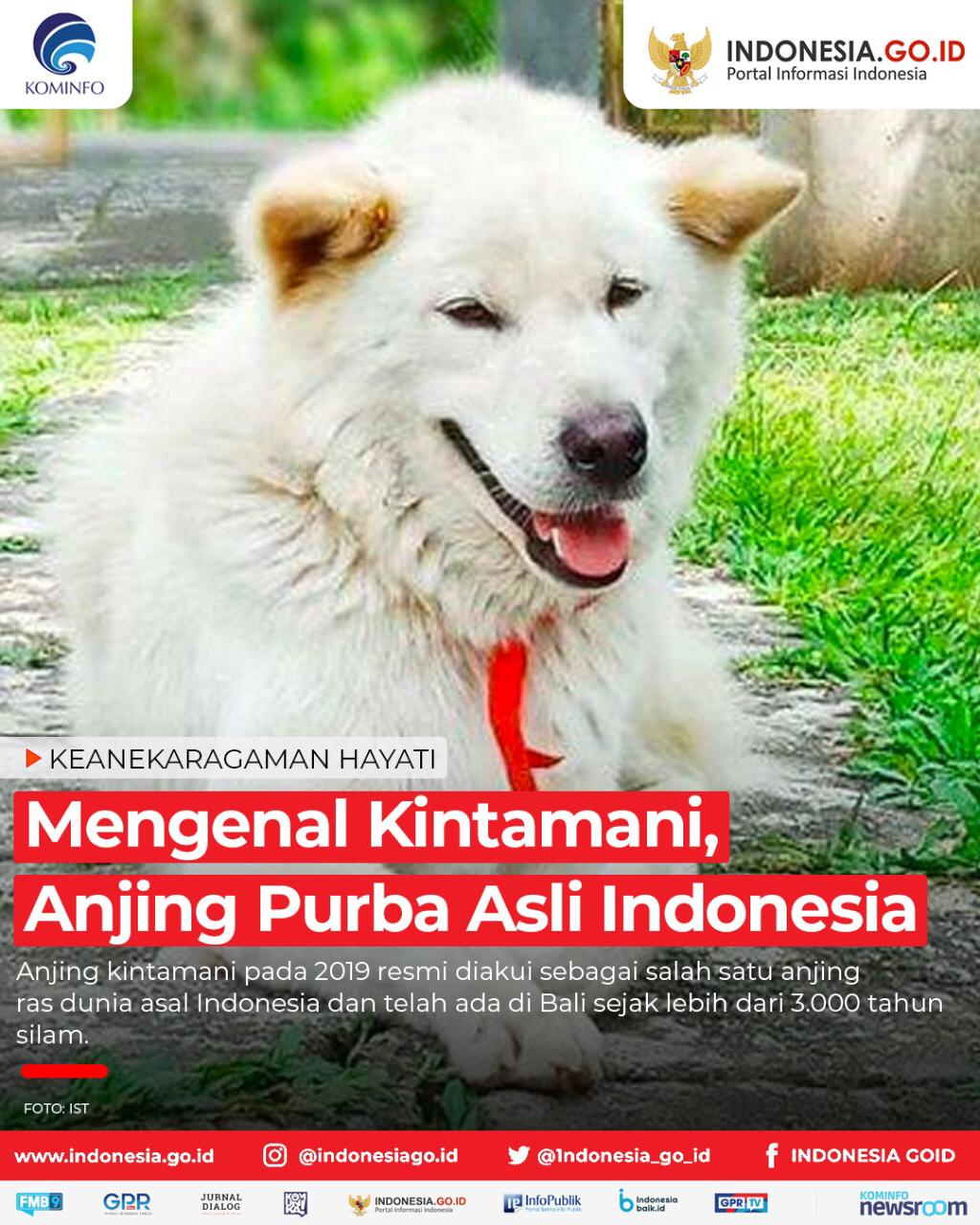 Mengenal Kintamani, Anjing Purba Asli...