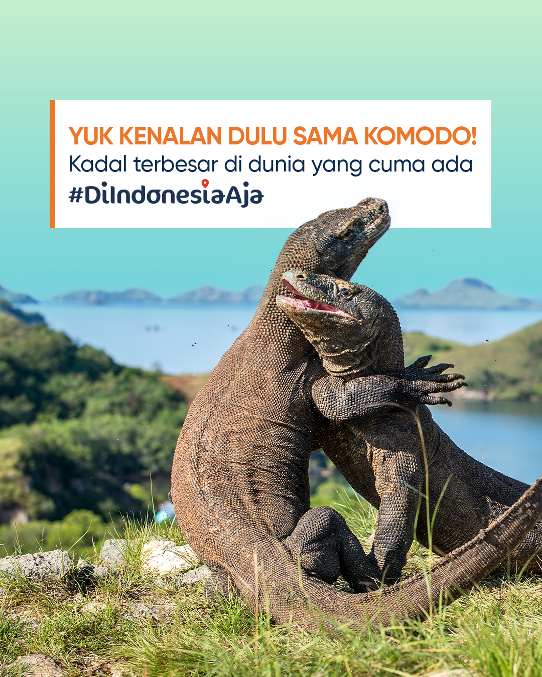 Yuk Kenalan Sama Komodo!