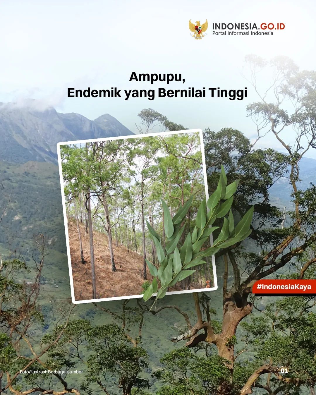 Ampupu, Endemik yang Bernilai Tinggi