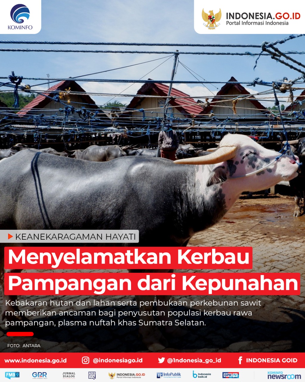 Menyelamatkan Kerbau Pampangan dari...