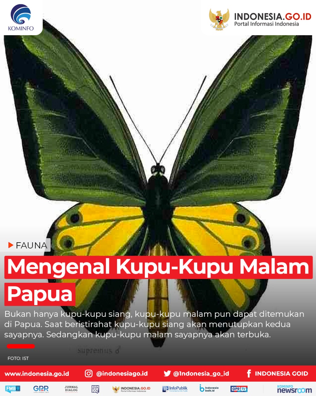 Mengenal Kupu-Kupu Malam Papua