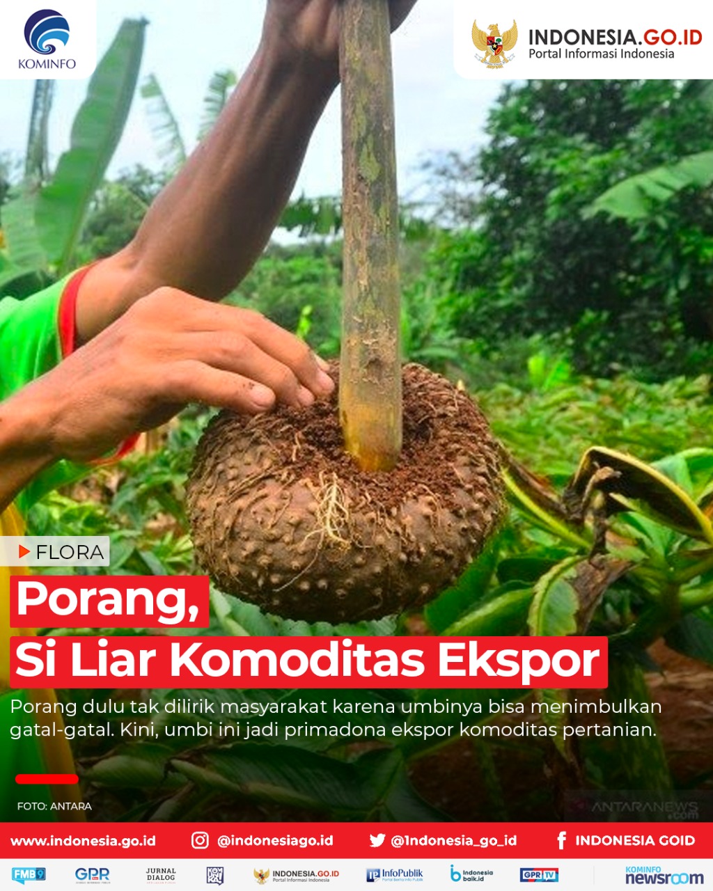 Porang, Si Liar Komoditas Ekspor