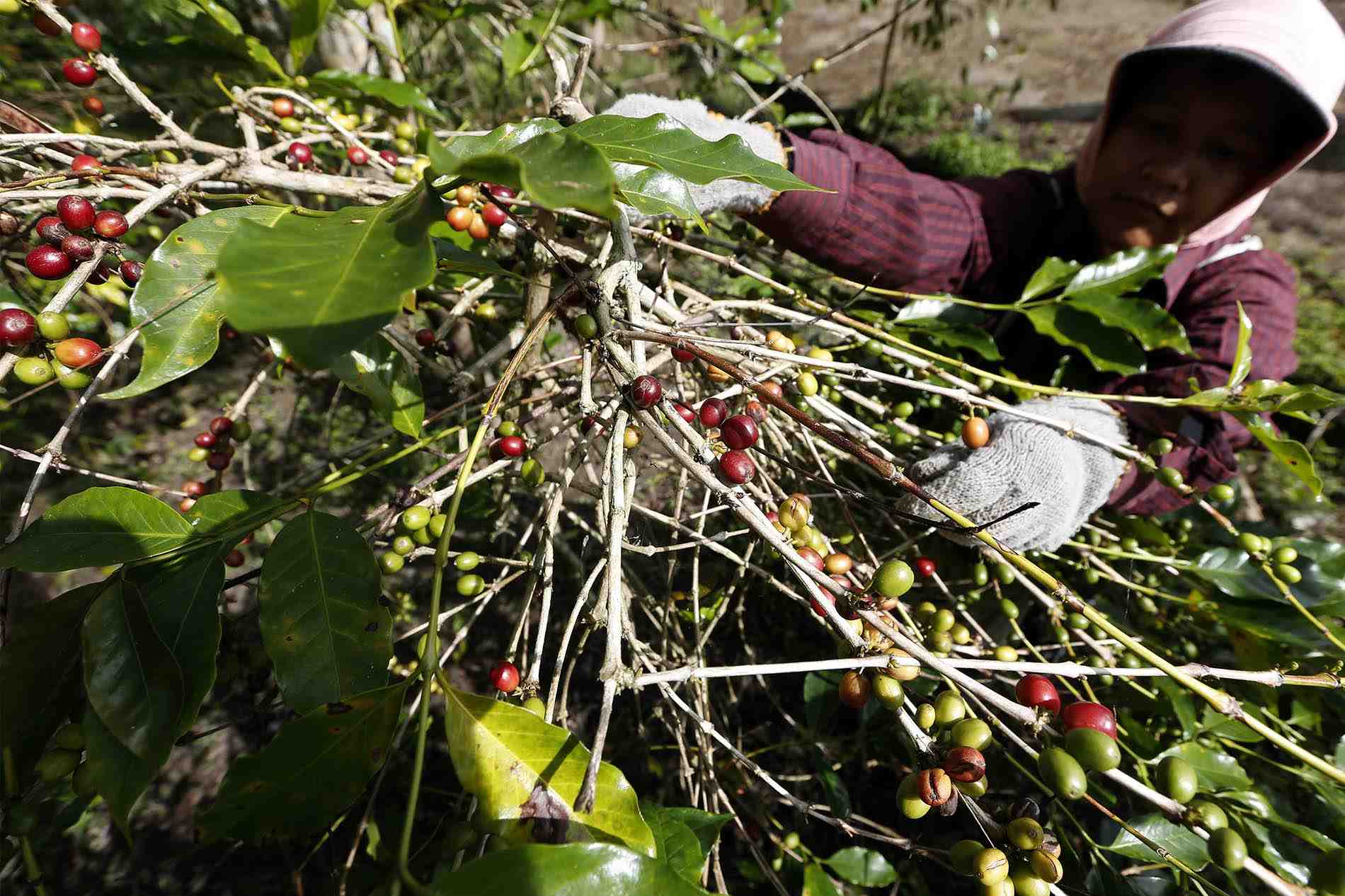 Petani Kopi