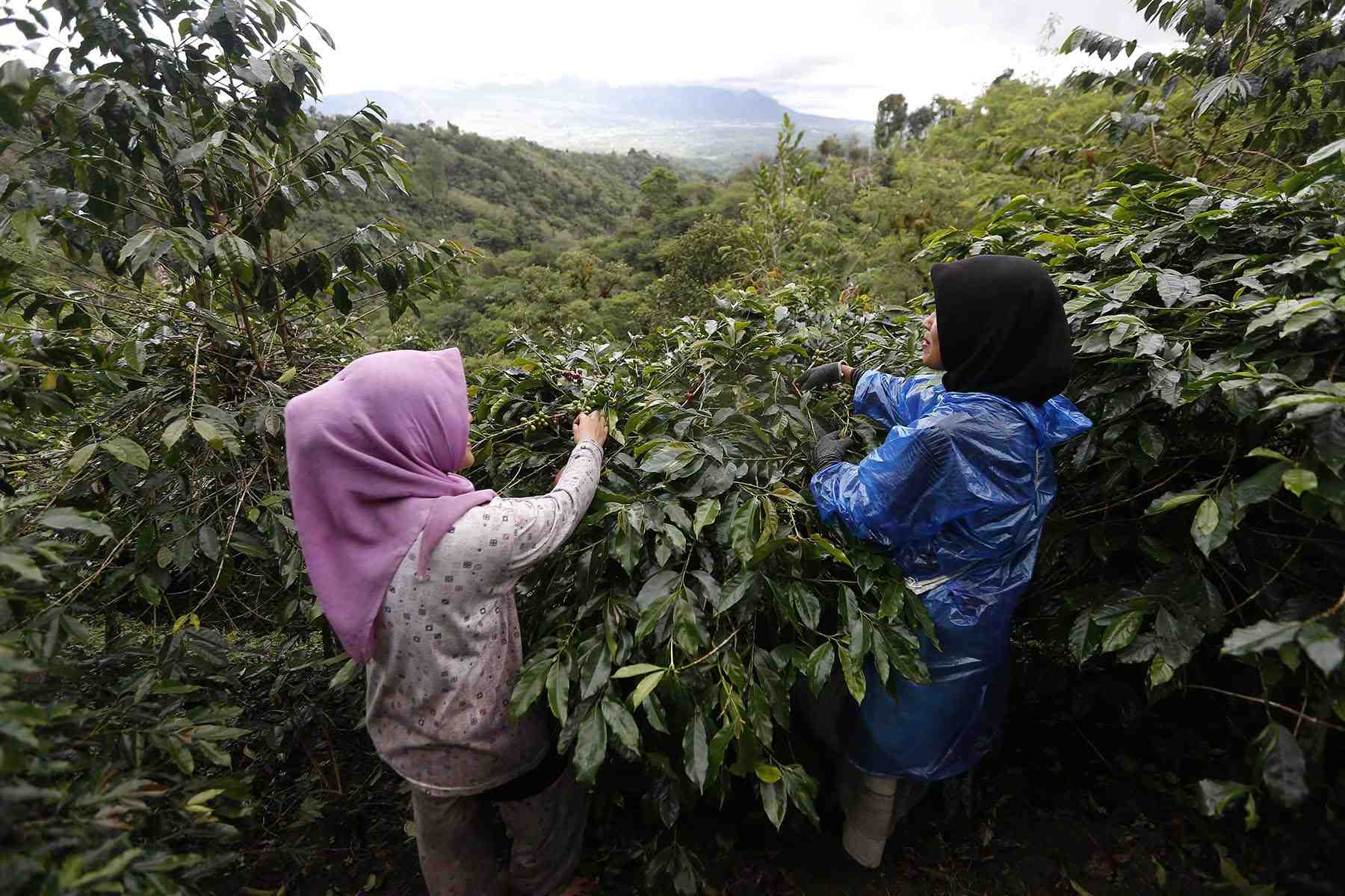 Petani Kopi