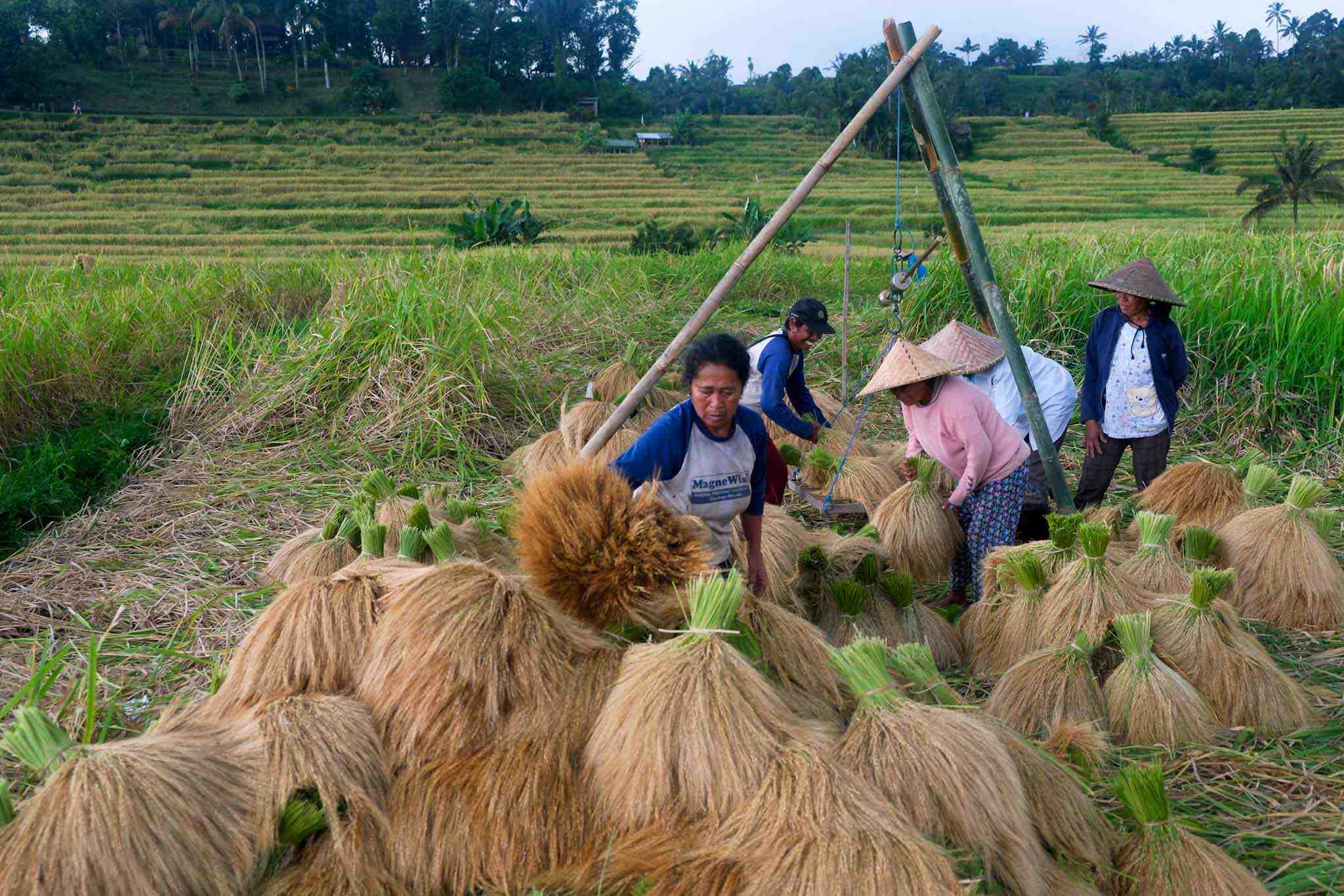 Petani di Bali Gunakan Drone Untuk Kesuburan Padi