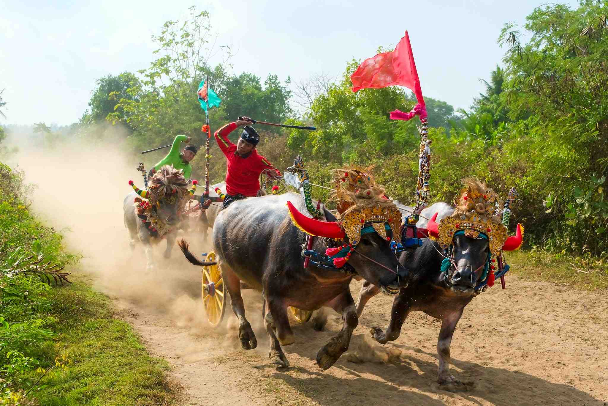 Makepung, Sebuah Tradisi Mengolah Tanah di Bali