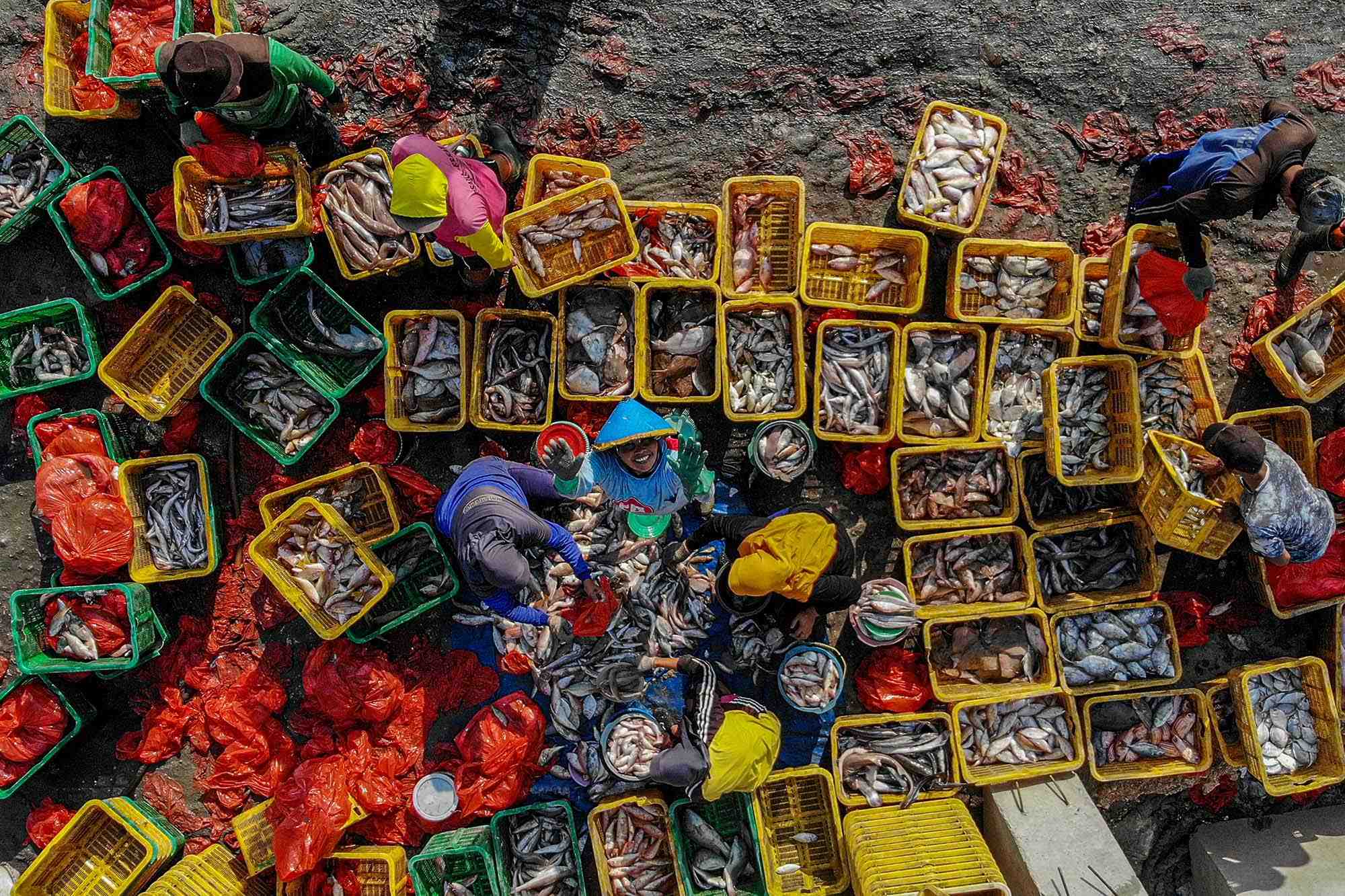 Ikan Berlimpah di Utara Jawa