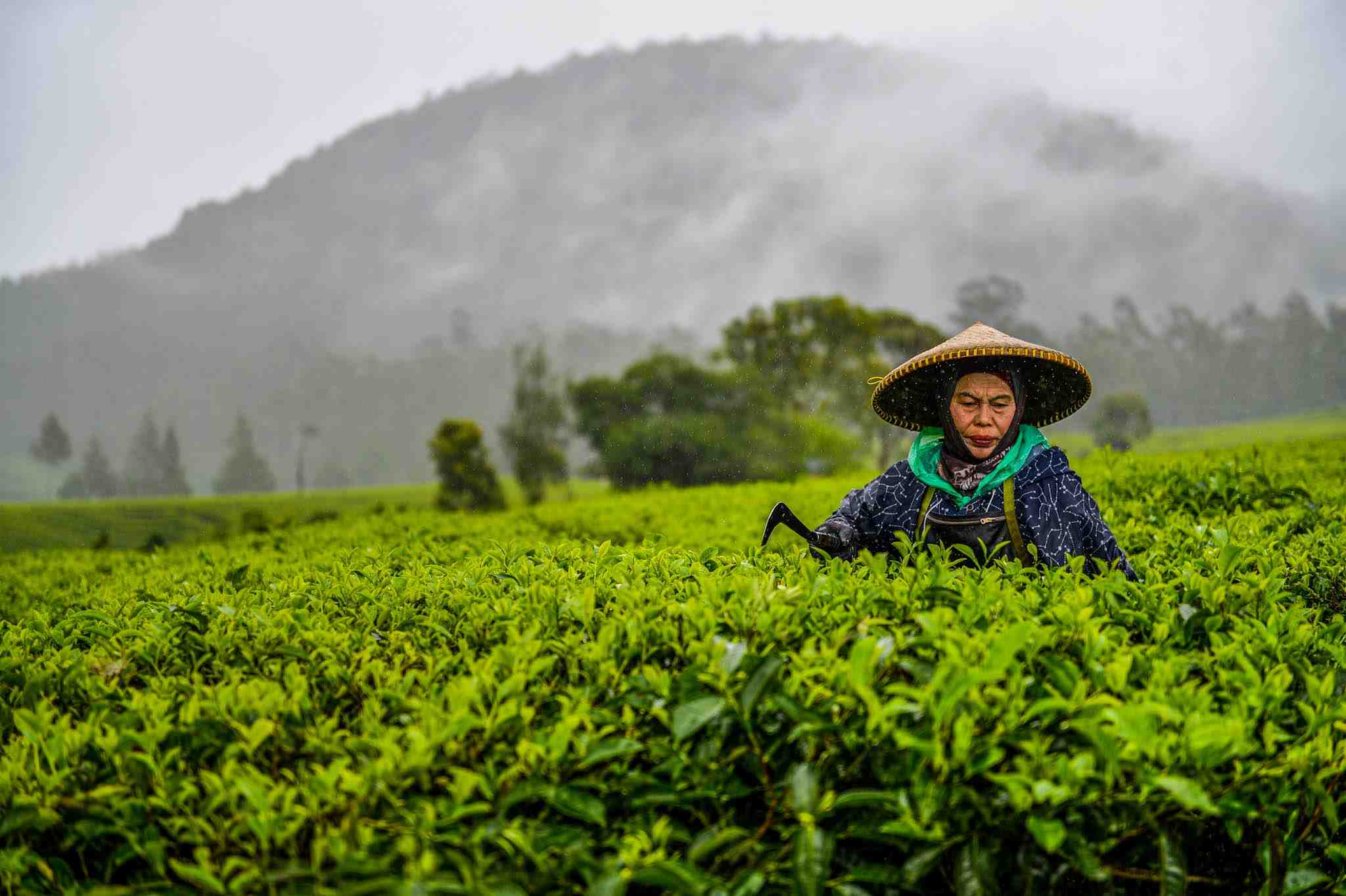 Pemerintah Rencanakan Peremajaan Kebun Teh