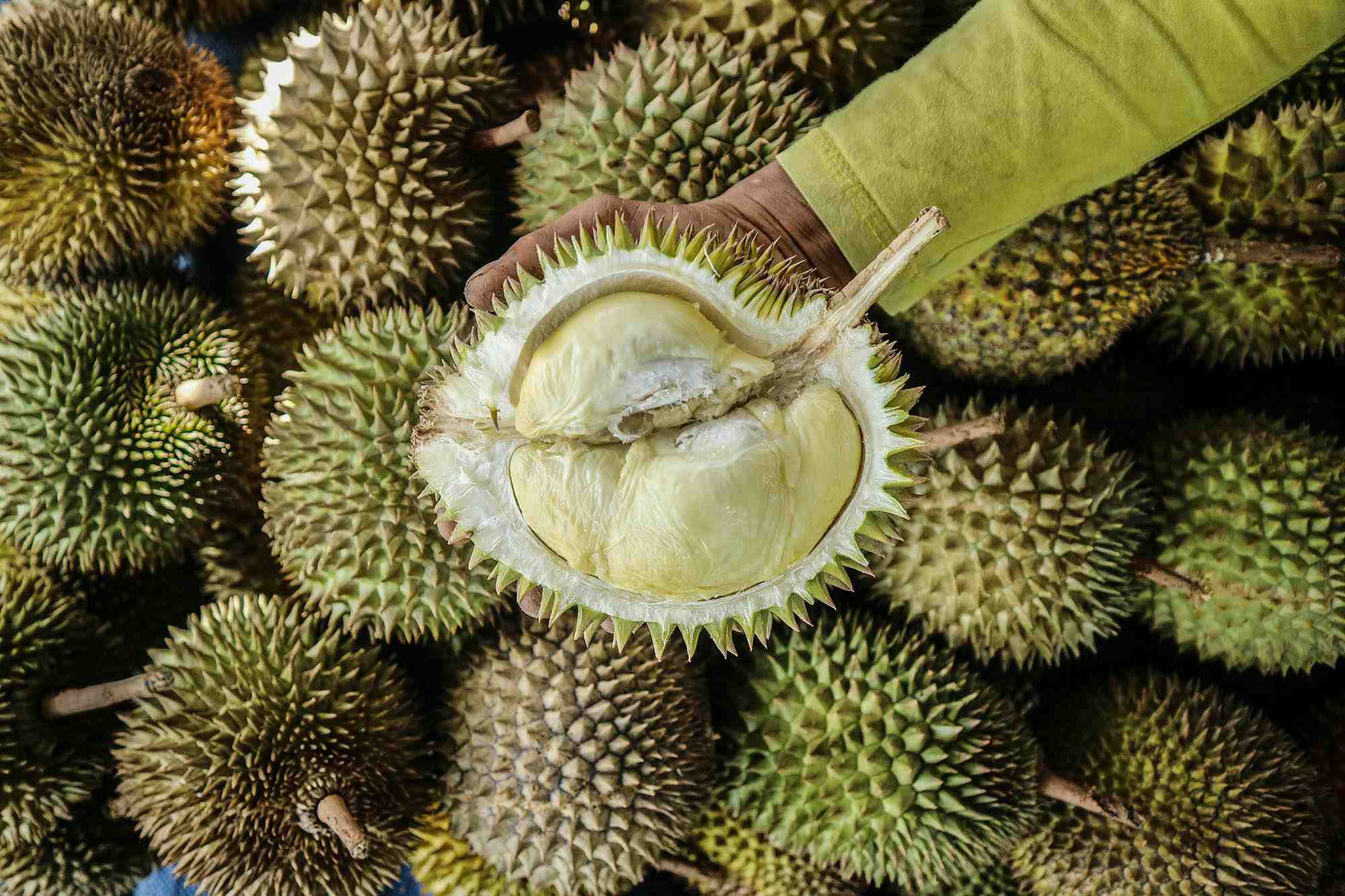 Semerbak Wangi Durian Nusantara