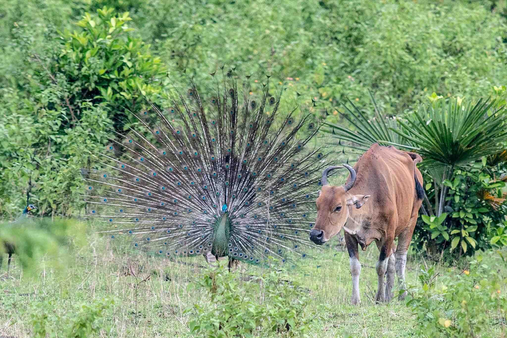 Banteng Jawa dan Merak Hijau