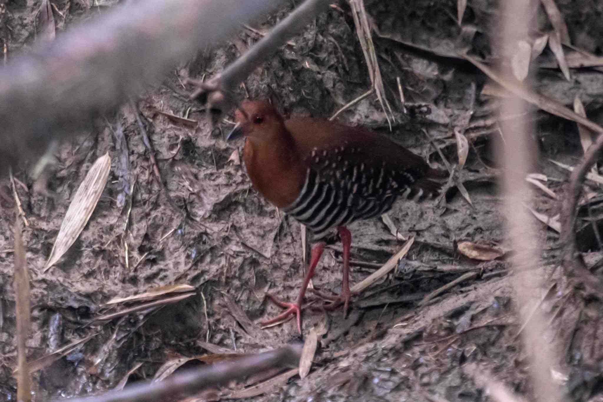 Burung Tikusan merah (Porzana fusca)